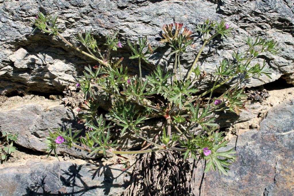 Cossano Canavese (TO) - Geranium dissectum